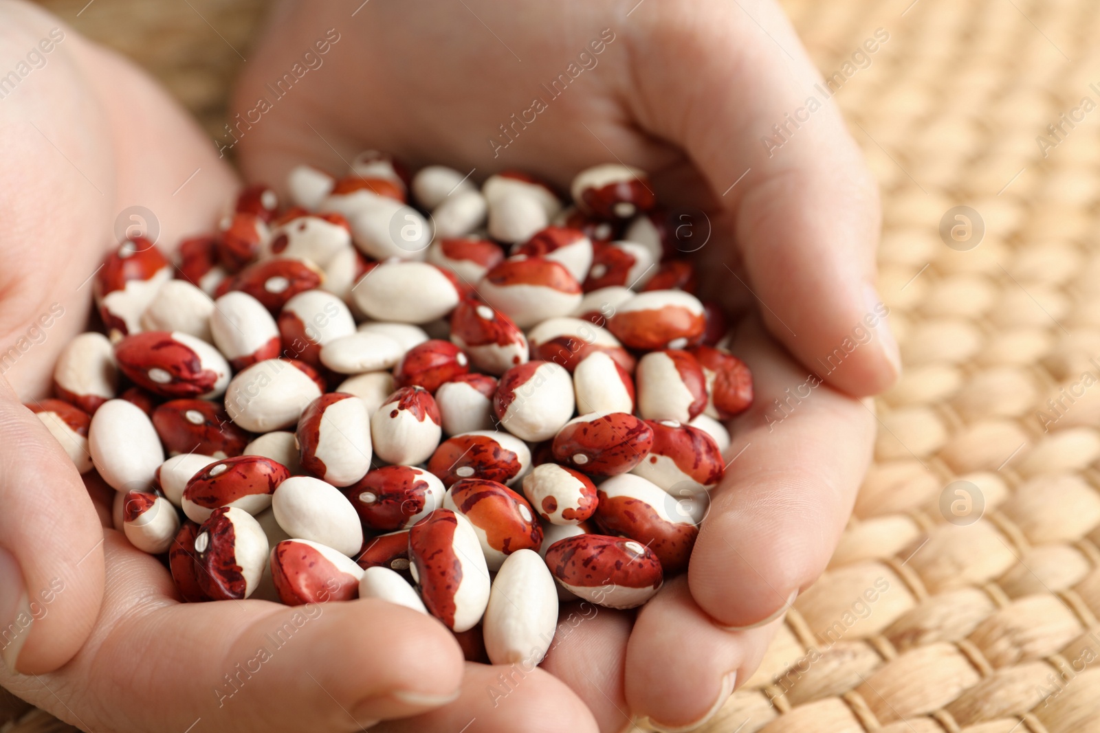 Photo of Woman holding pile of beans over wicker table, closeup. Vegetable seeds planting