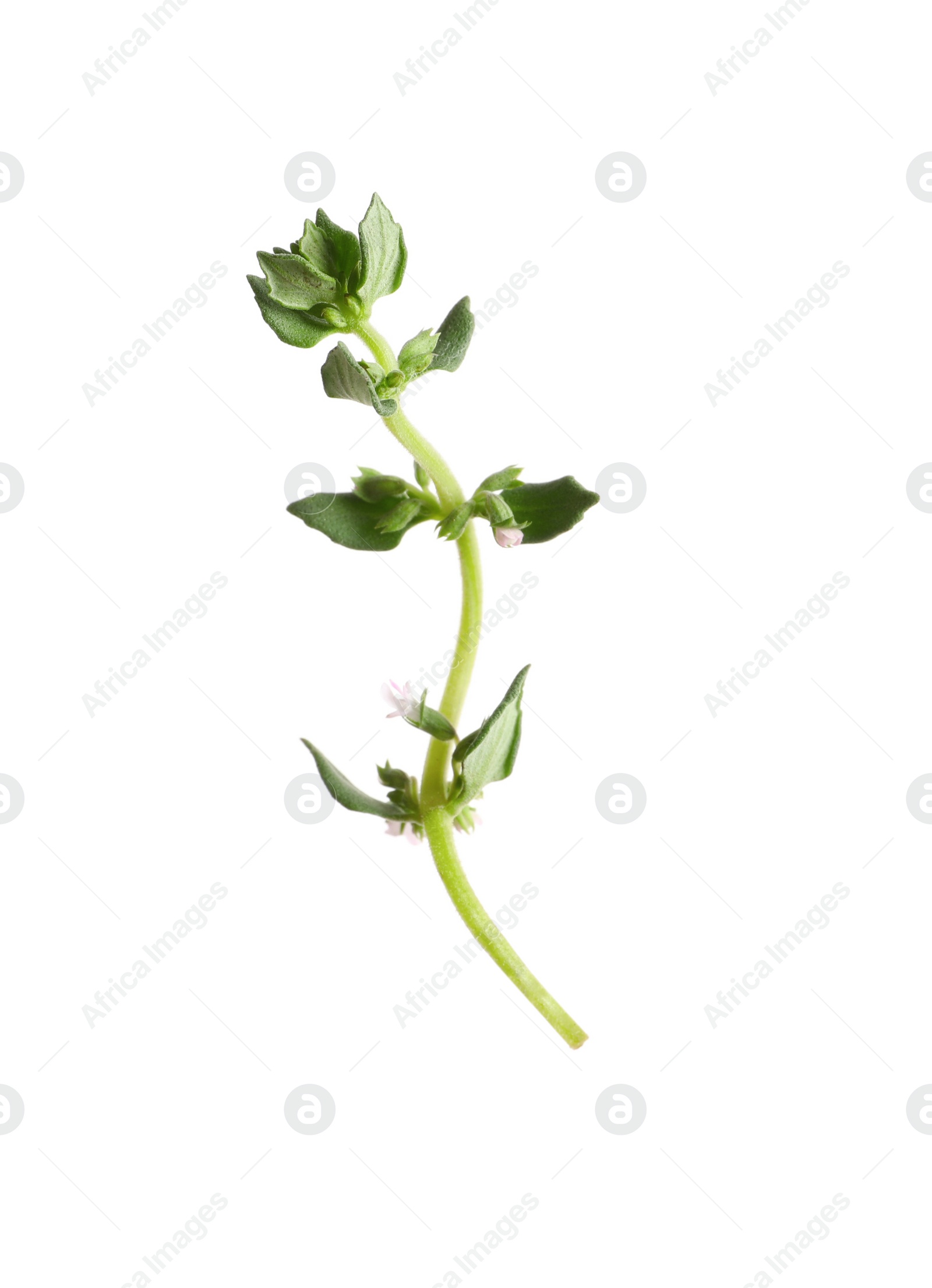 Photo of Aromatic thyme sprig on white background. Fresh herb