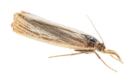 Single chrysoteuchia culmella moth isolated on white