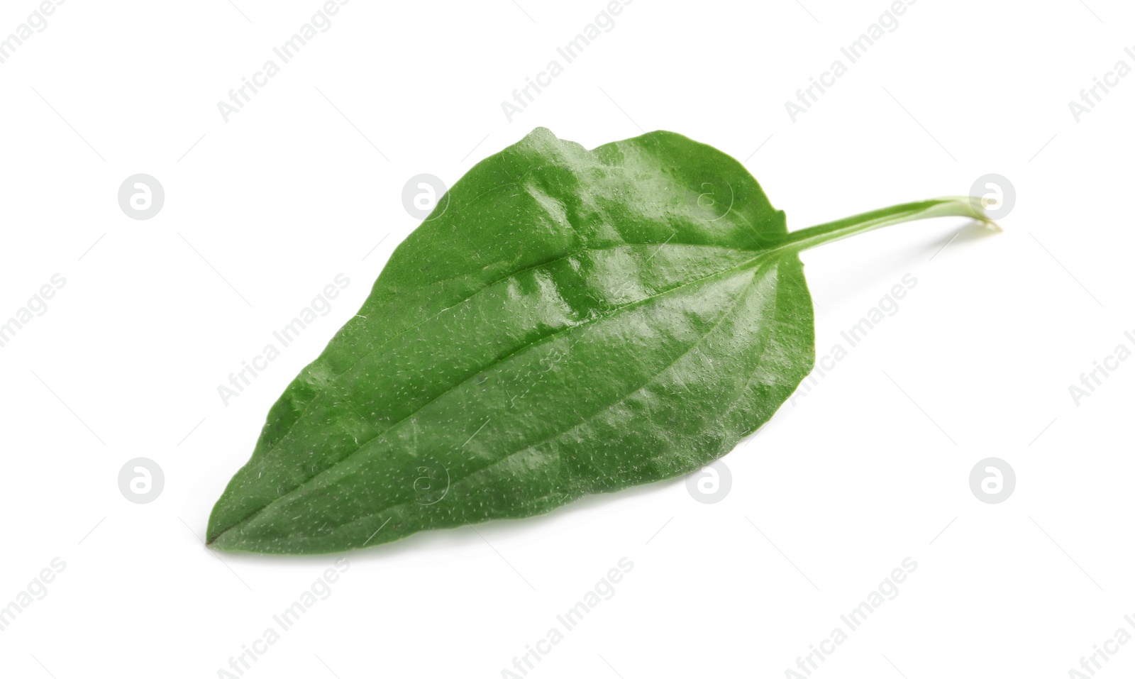 Photo of Fresh green broadleaf plantain leaf isolated on white