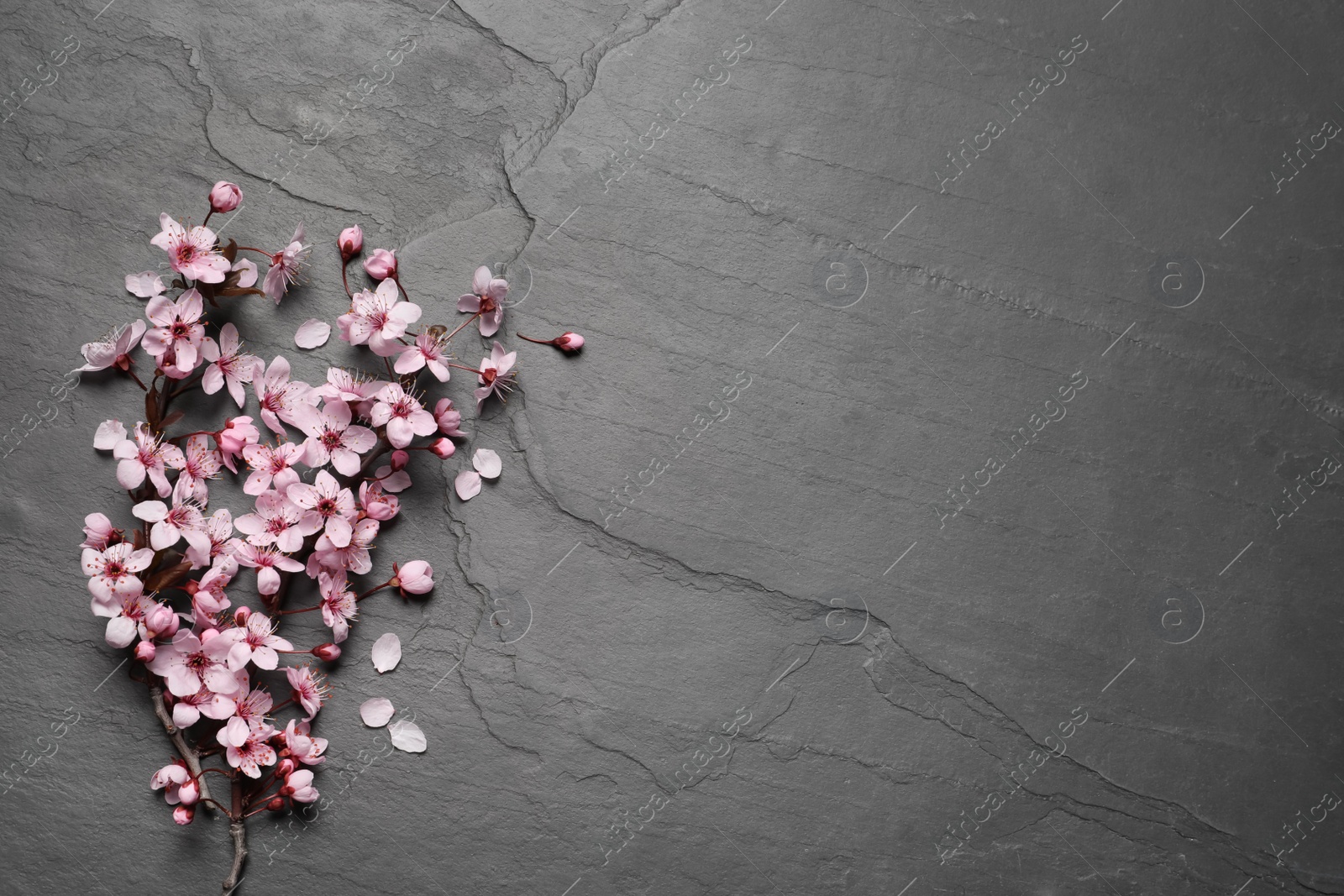 Photo of Blossoming spring tree branches on black slate table, flat lay. Space for text