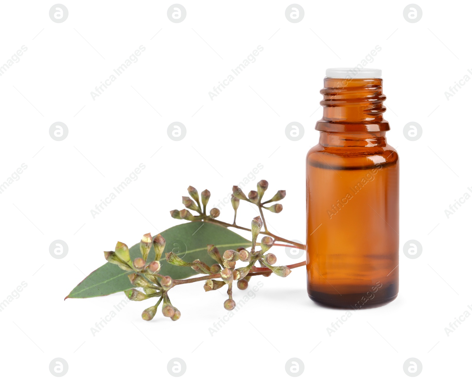 Photo of Bottle of eucalyptus essential oil and plant branch on white background