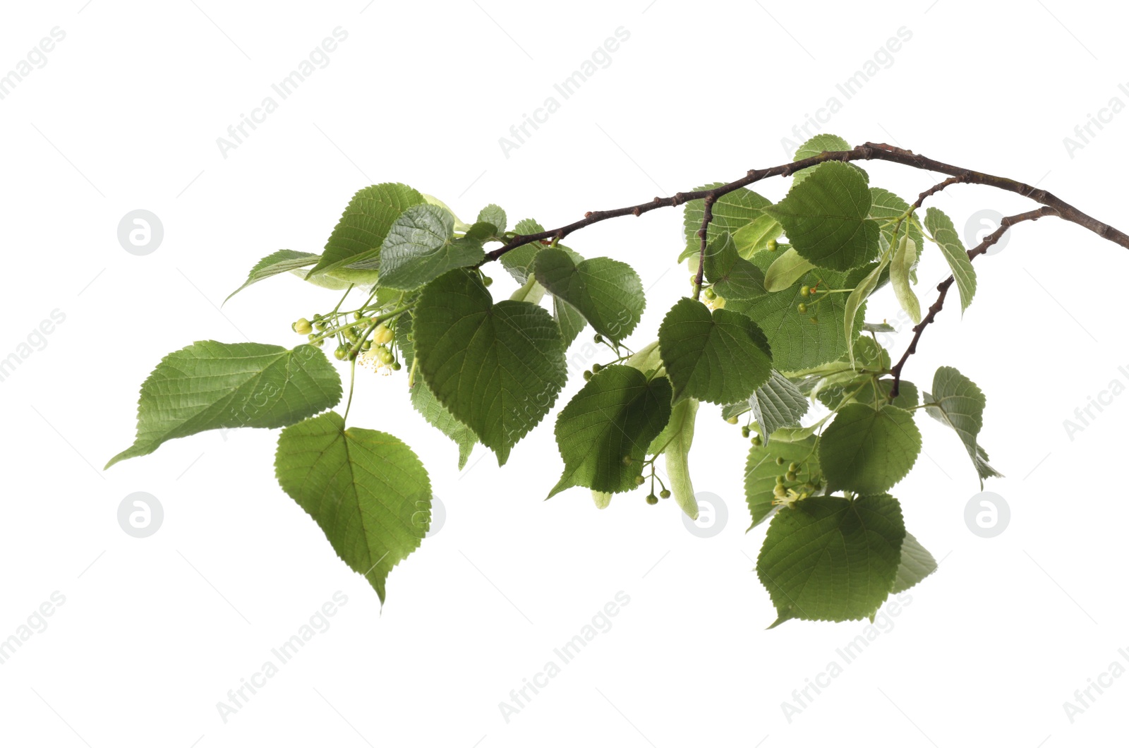 Photo of Linden tree branch with fresh young green leaves and blossom isolated on white