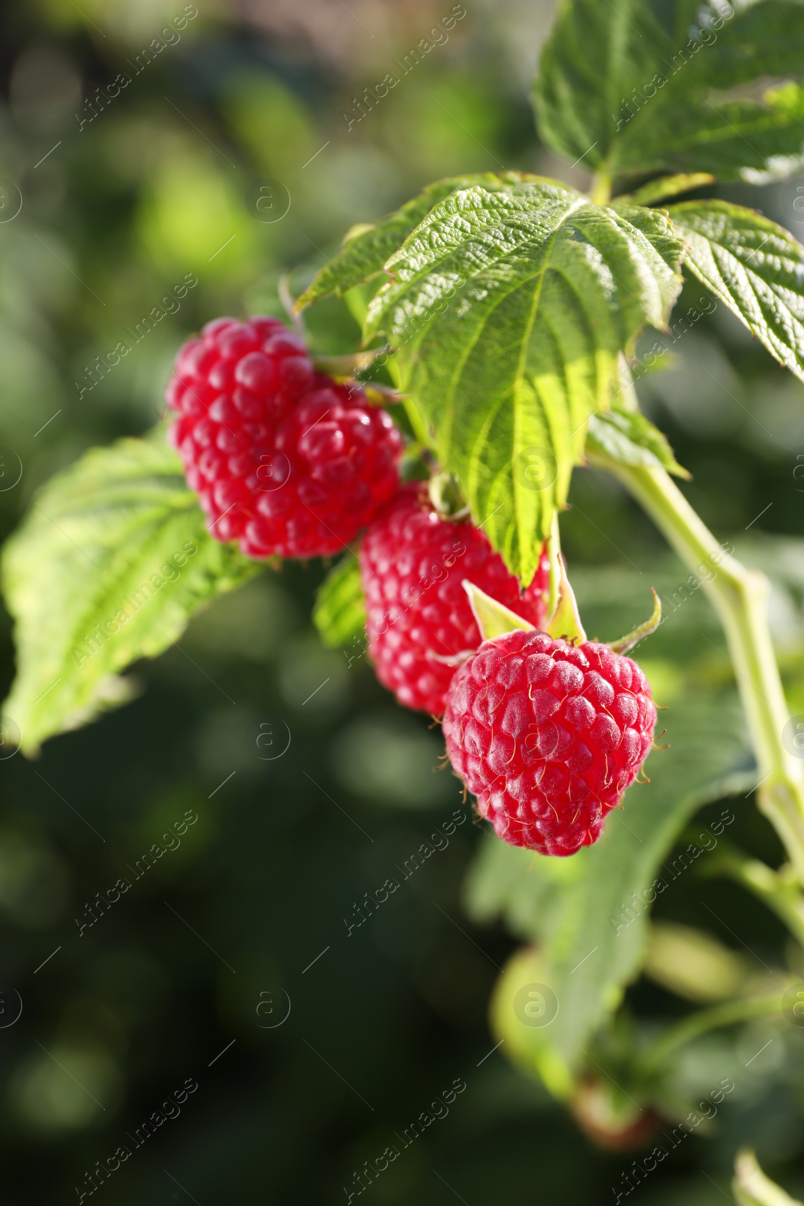 Photo of Red raspberries growing on bush outdoors, closeup