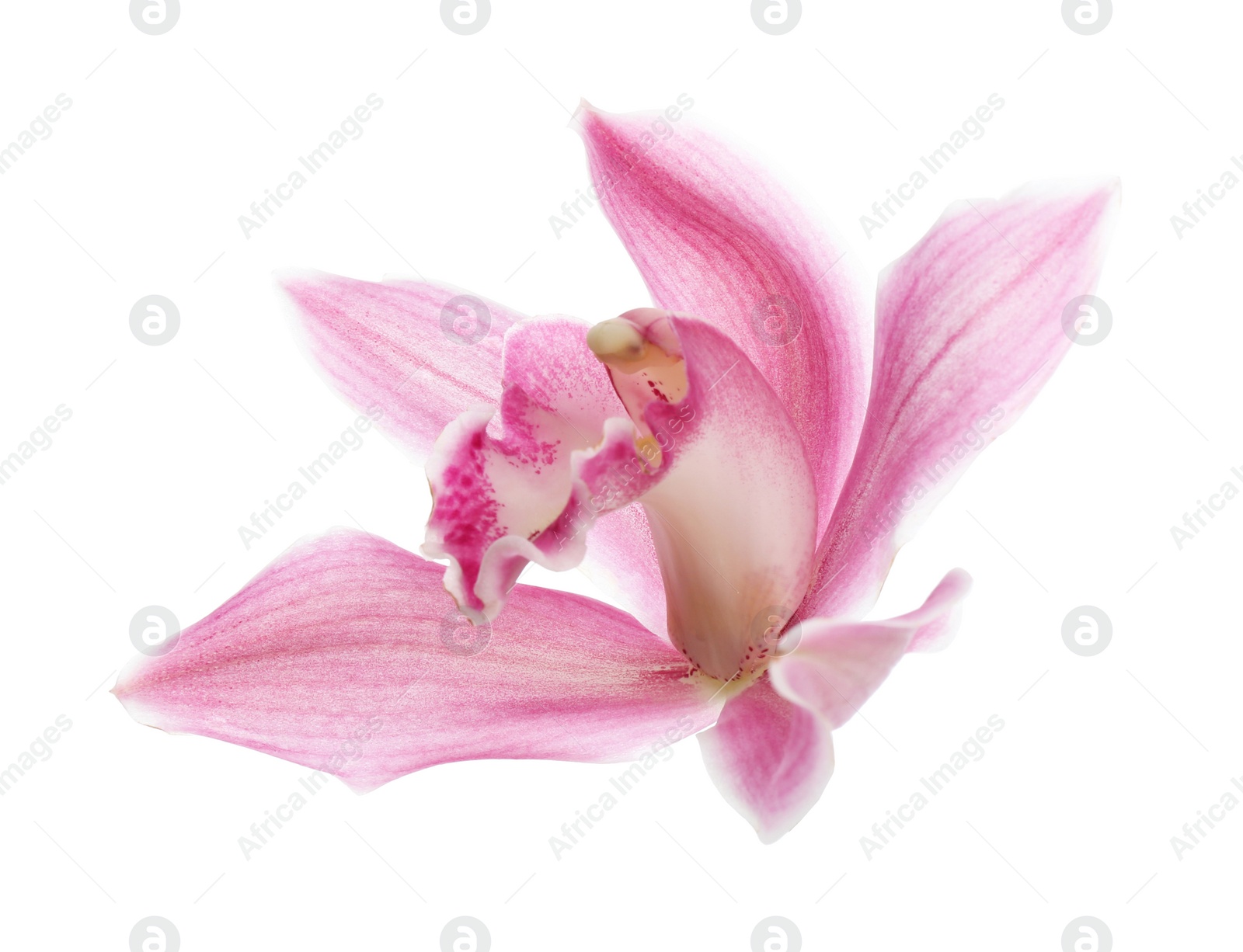 Photo of Beautiful tropical orchid flower on white background