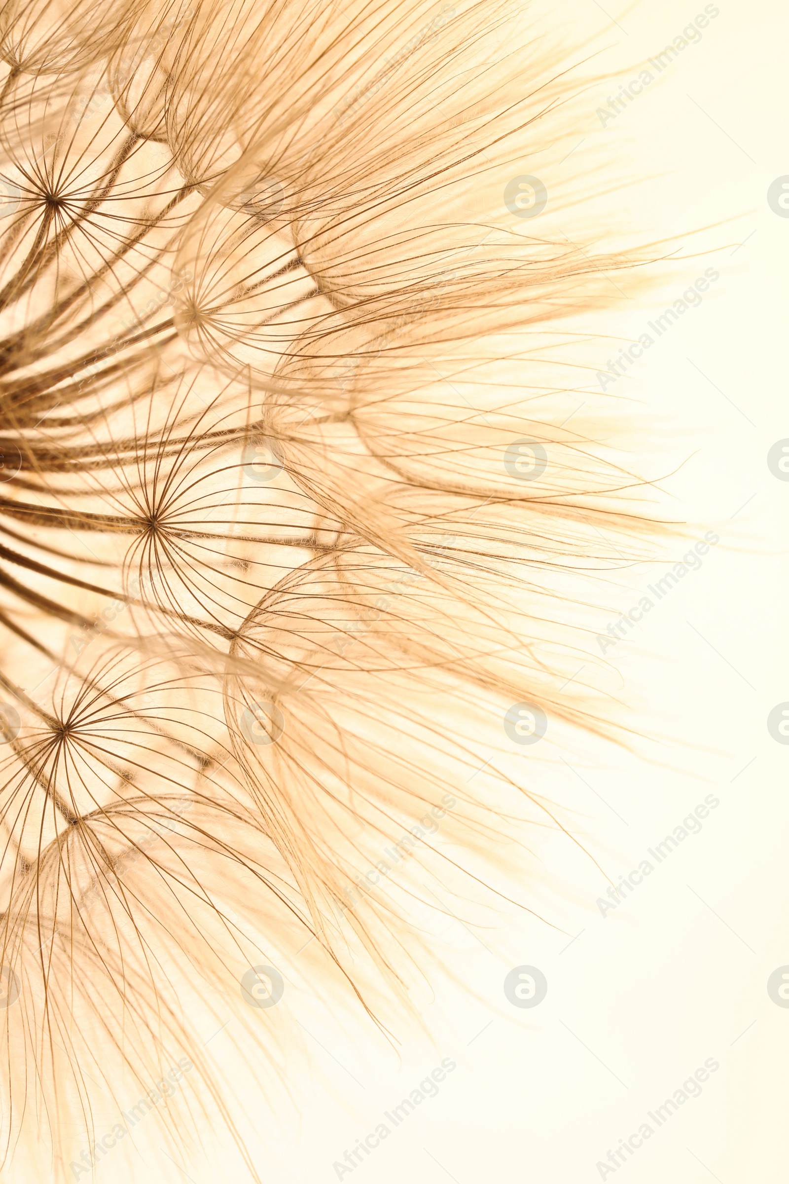 Photo of Beautiful fluffy dandelion flower on beige background, closeup