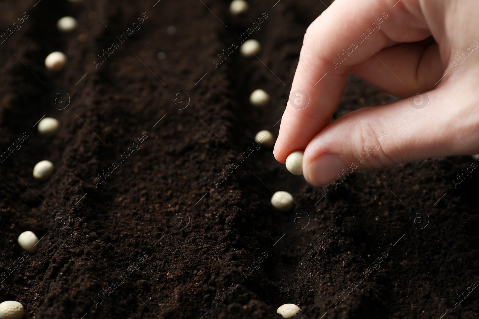 Photo of Woman planting peas into fertile soil, closeup. Vegetable seeds