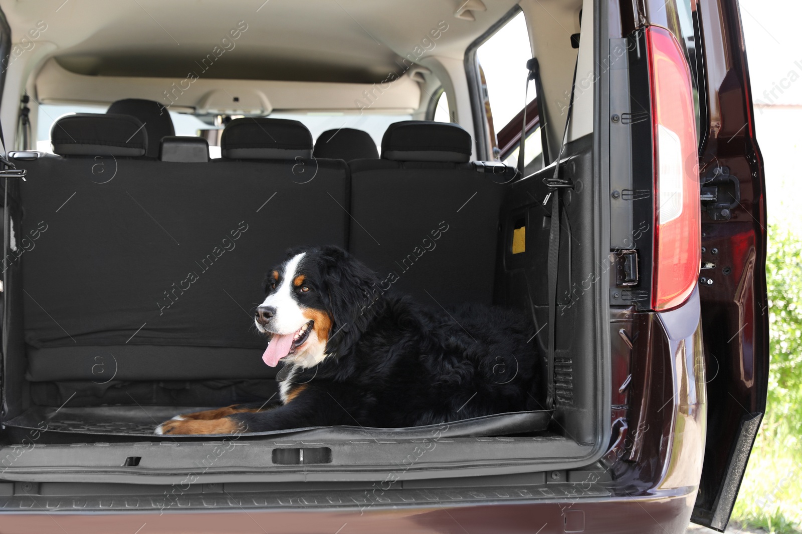 Photo of Bernese mountain dog in car trunk, space for text
