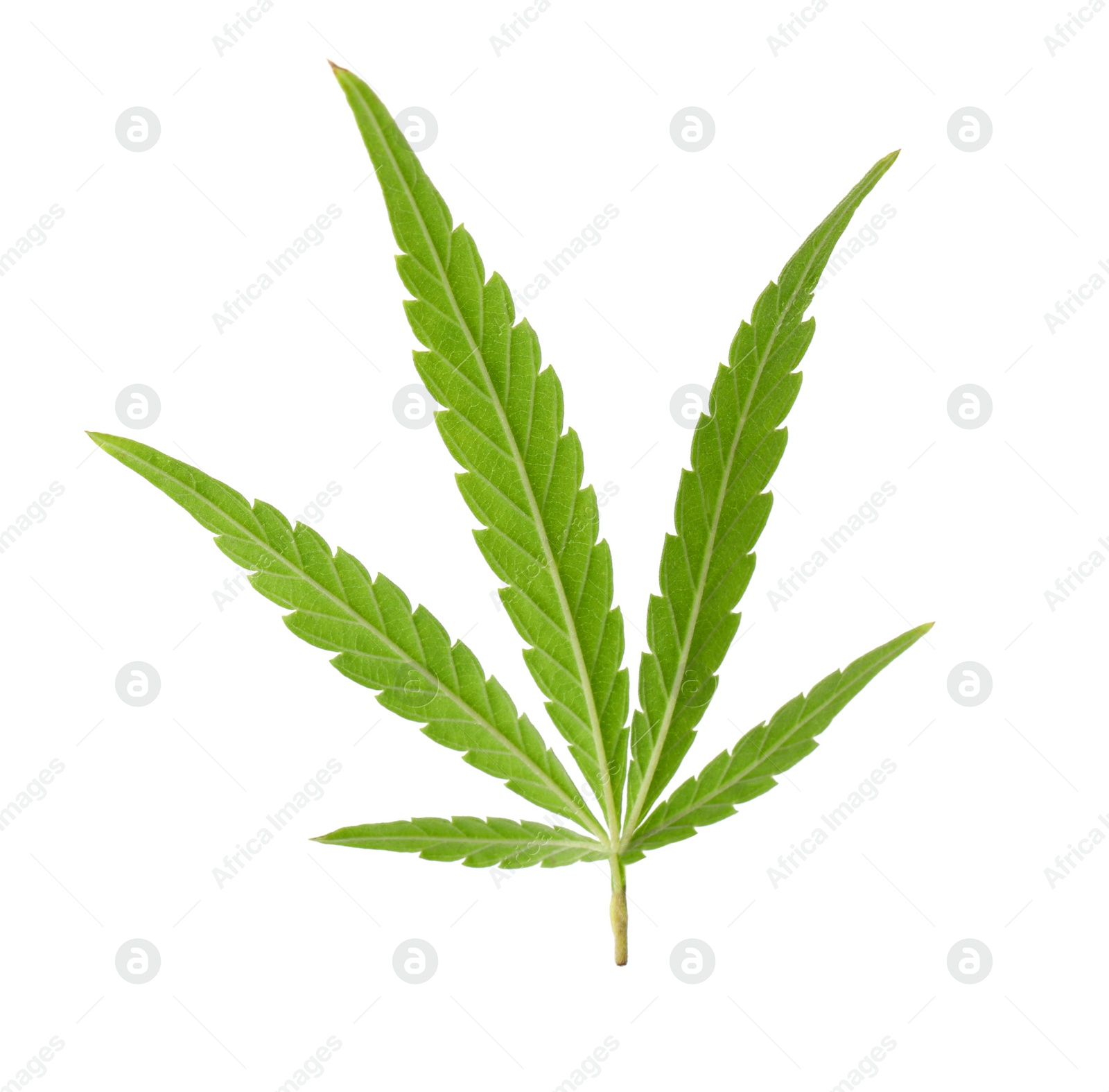 Photo of Green organic leaf of hemp on white background