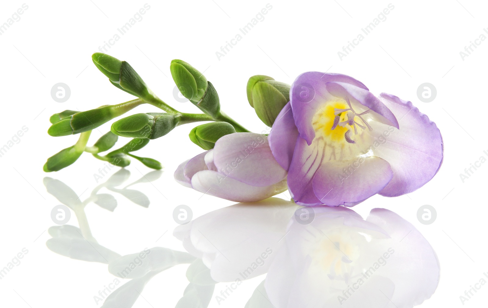 Photo of Beautiful freesia with fragrant flowers on white background