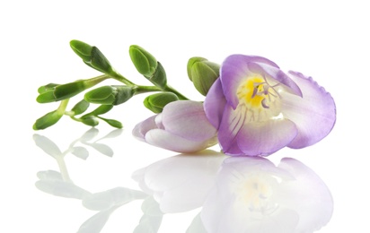 Photo of Beautiful freesia with fragrant flowers on white background