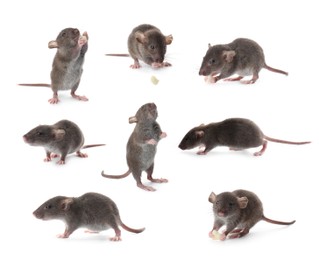 Image of Small rats on white background, collage. Pest control 