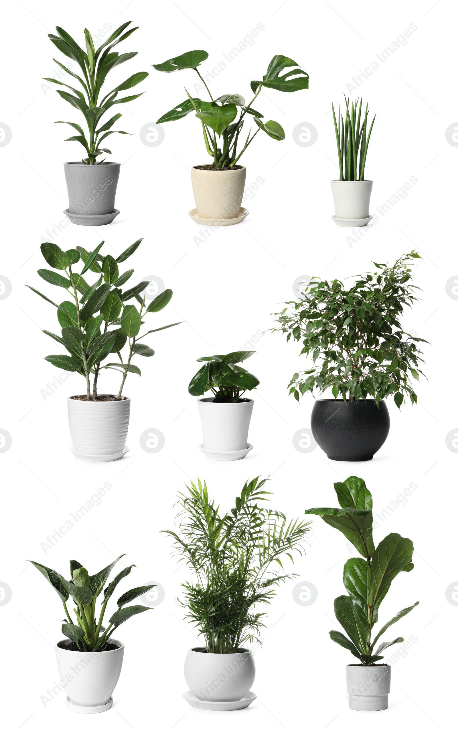 Image of Collage with different potted plants on white background. House decor