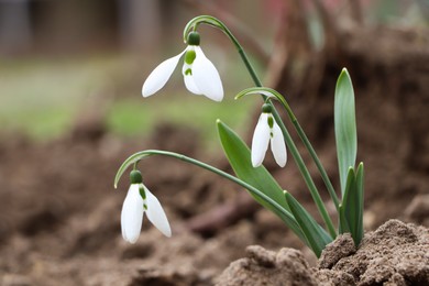 Beautiful snowdrops blooming in field. First spring flowers