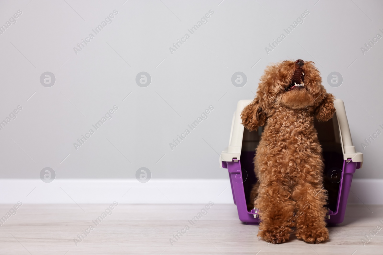 Photo of Travel with pet. Fluffy dog in carrier on floor indoors, space for text