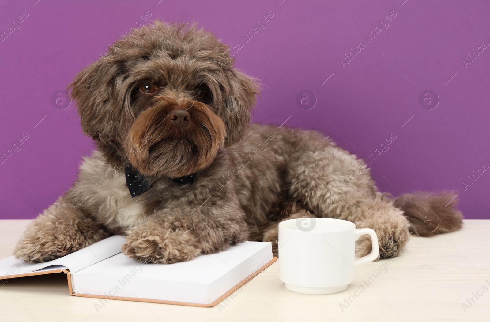 Photo of Cute Maltipoo dog with book and cup on white table against violet background. Lovely pet