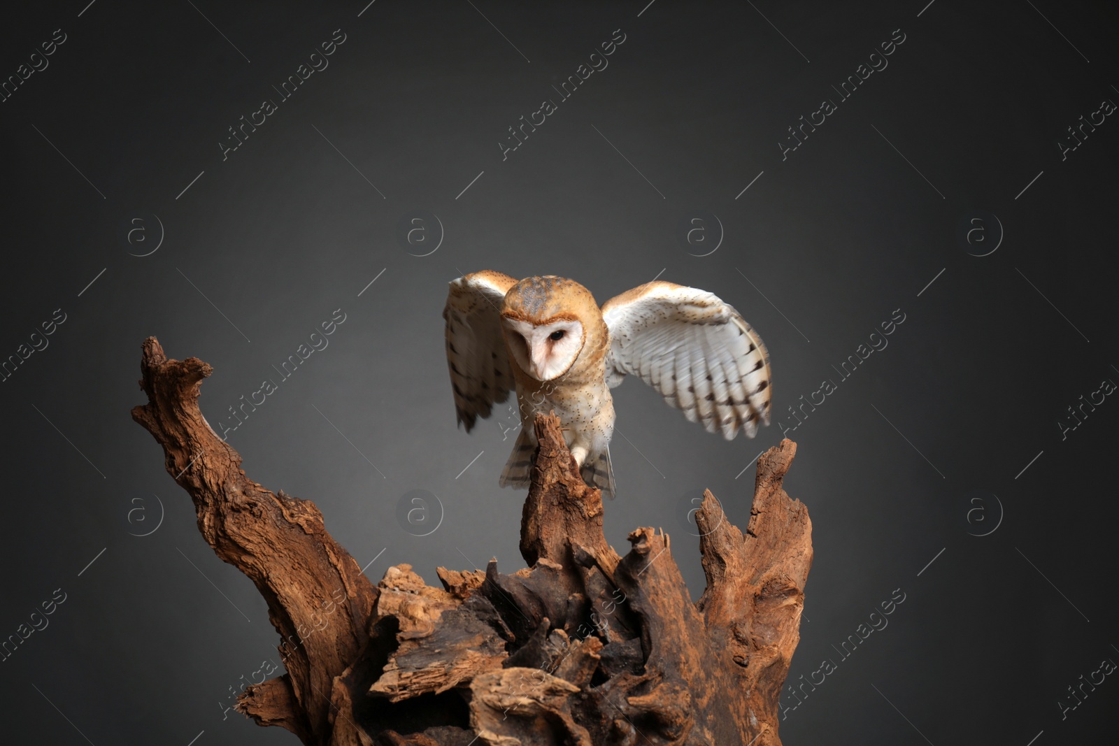 Photo of Beautiful common barn owl on tree against grey background