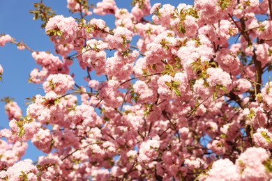 Beautiful blossoming sakura tree with pink flowers against blue sky. Spring season