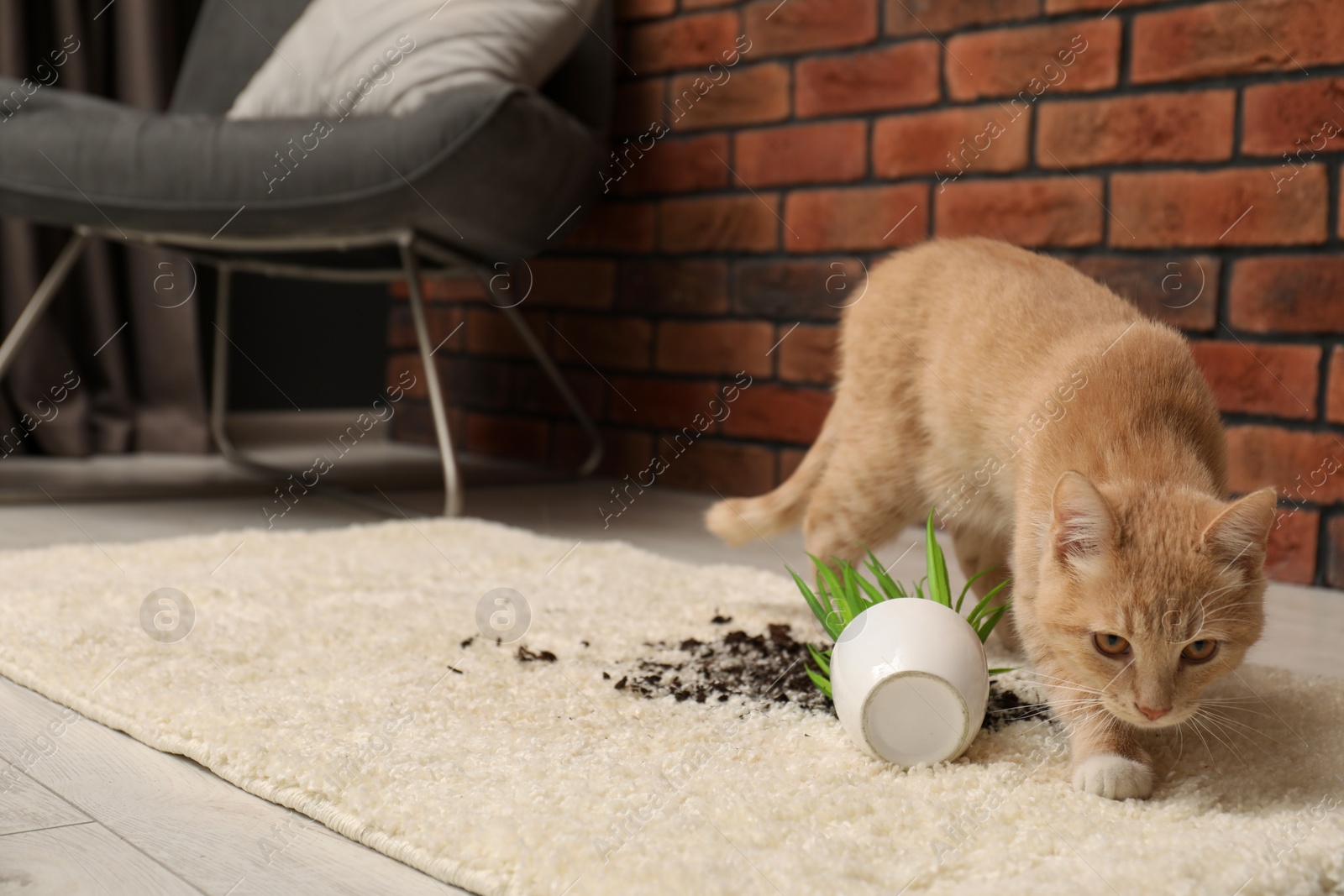 Photo of Cute ginger cat near overturned houseplant on carpet at home