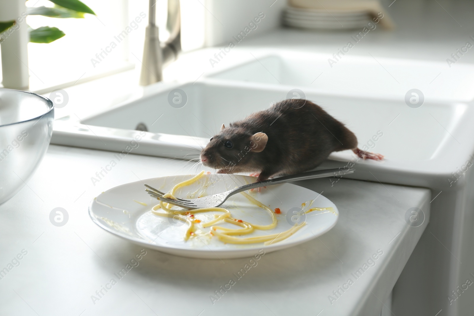 Photo of Rat near dirty plate on kitchen counter. Pest control