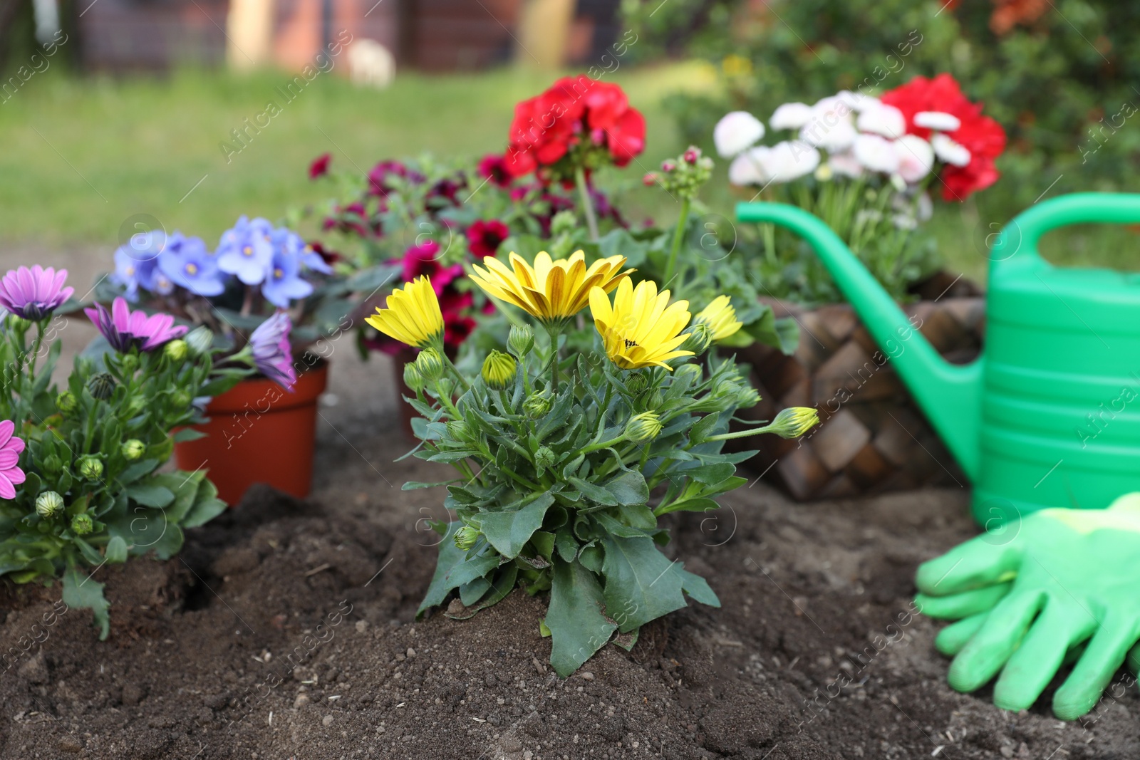 Photo of Beautiful blooming flowers, watering can, gloves and gardening tools on soil outdoors