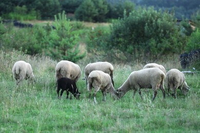 Many beautiful sheep and lamb grazing on pasture. Farm animal