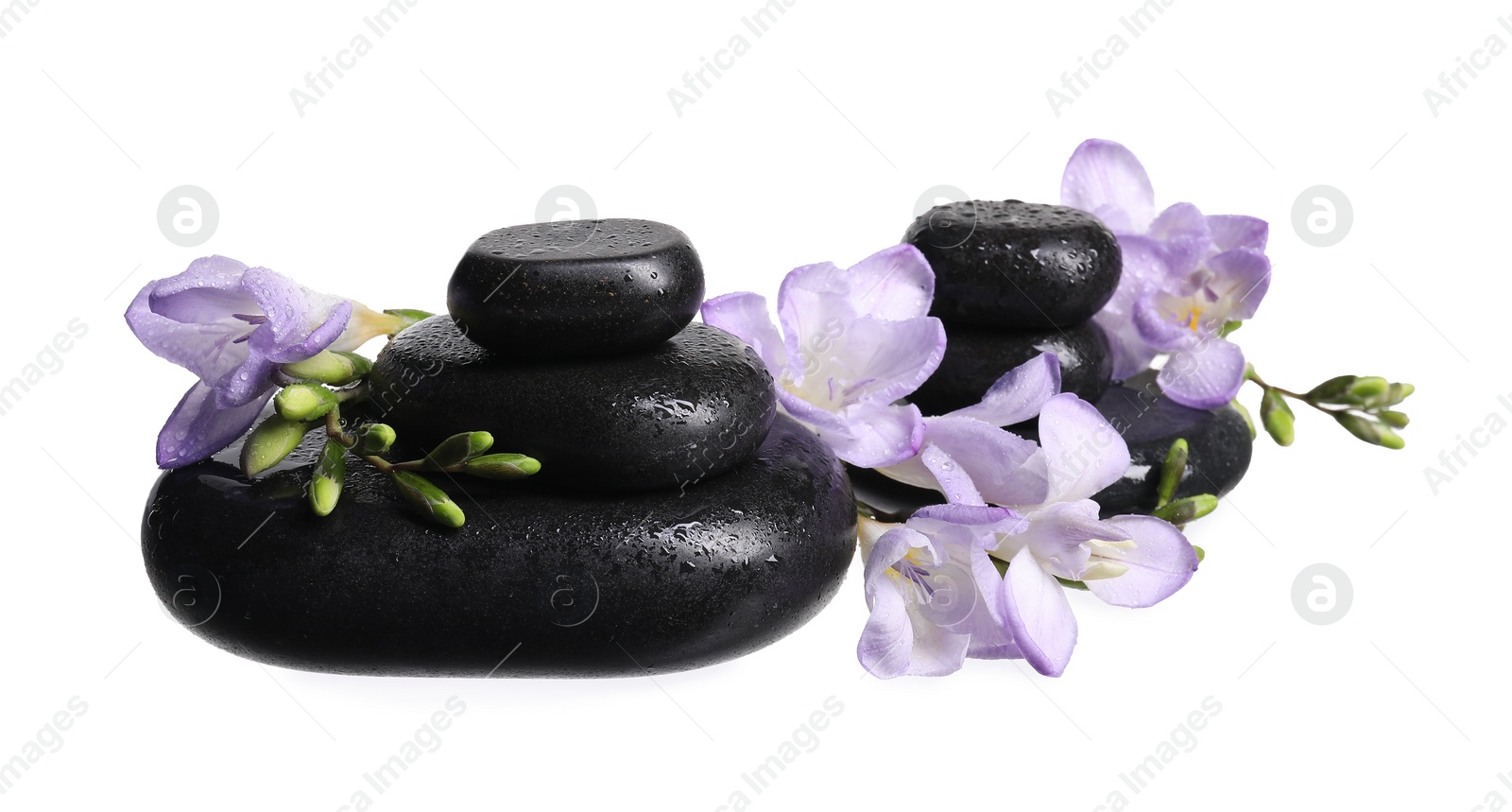 Photo of Beautiful violet freesia flowers and stones isolated on white