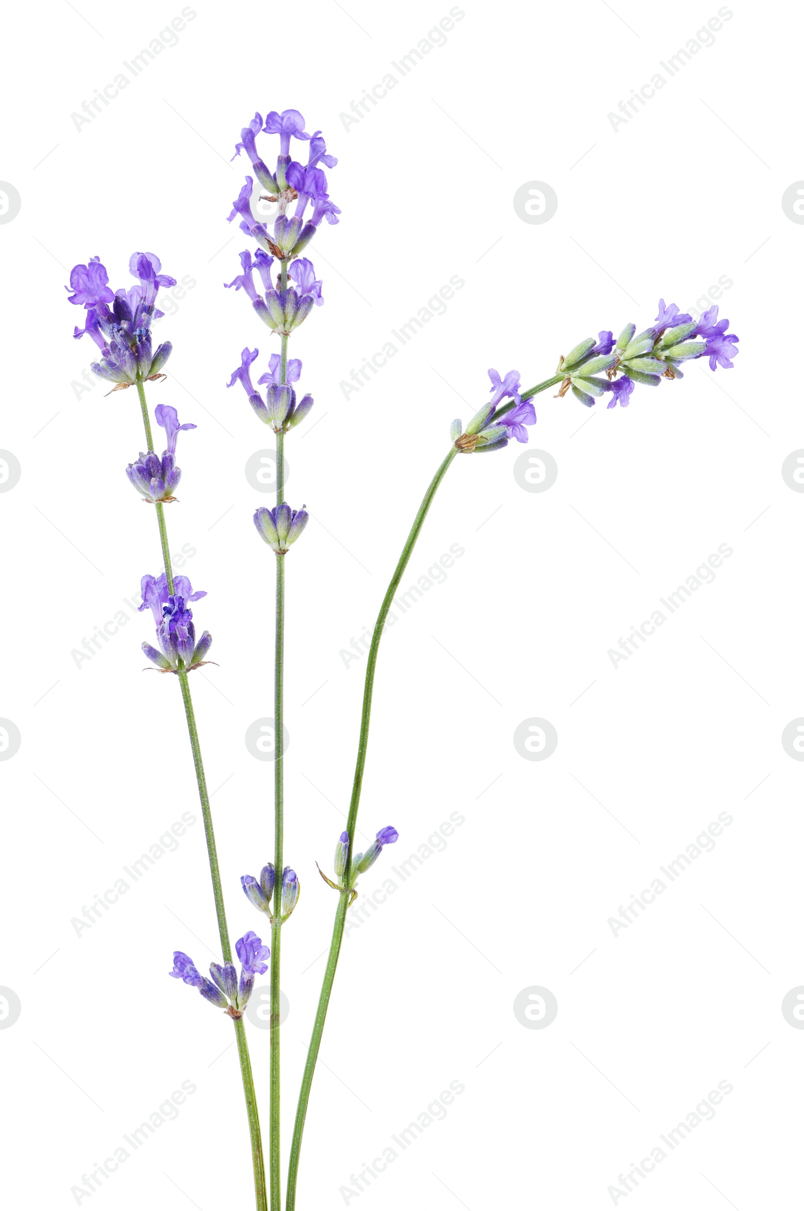 Photo of Beautiful blooming lavender flowers isolated on white