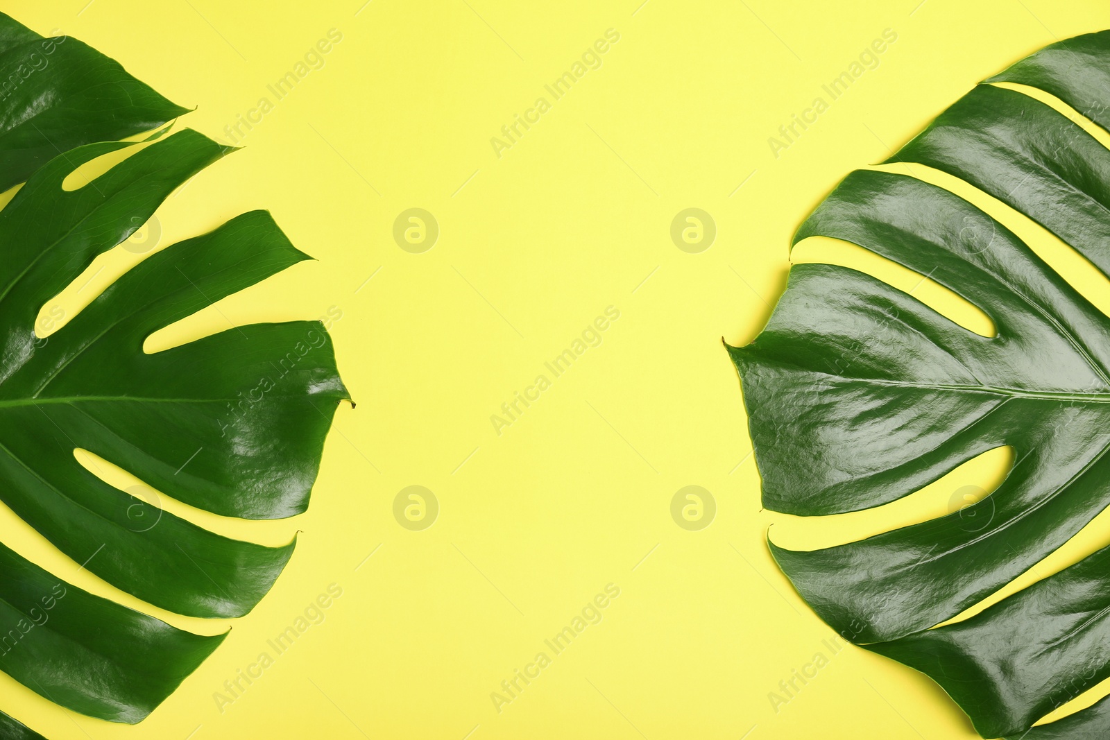 Photo of Fresh tropical monstera leaves on color background, top view