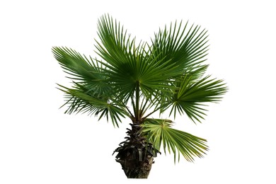 Image of Beautiful palm tree with green leaves isolated on white