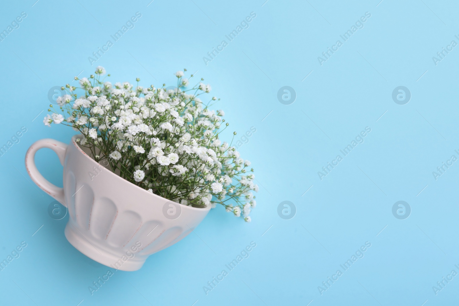 Photo of Beautiful gypsophila in white cup on light blue background, top view. Space for text