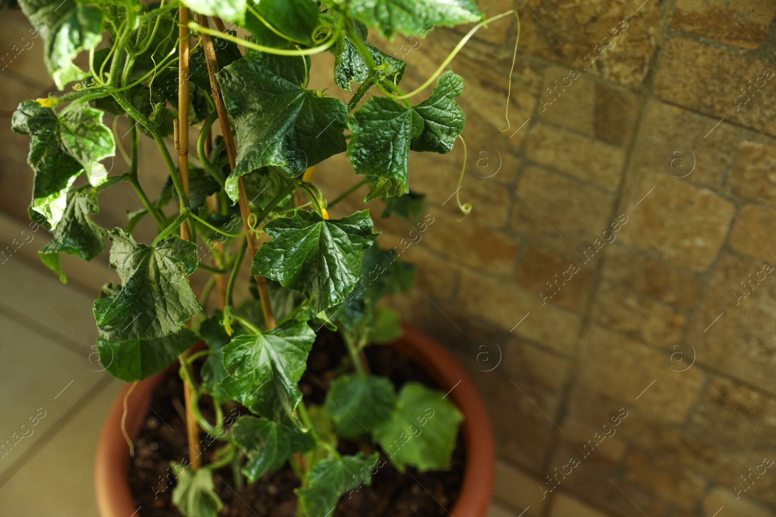 Photo of Green cucumber seedling in pot near wall, closeup. Space for text