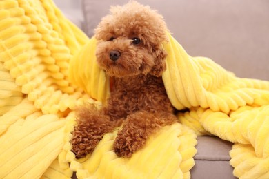 Cute Maltipoo dog covered with plaid on armchair. Lovely pet