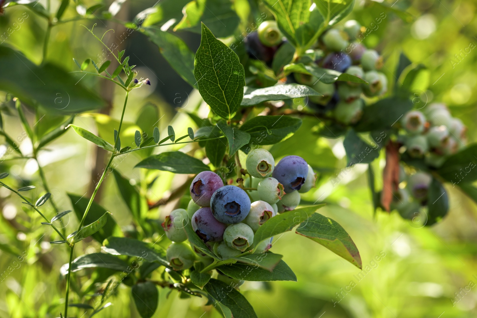 Photo of Wild blueberries growing outdoors, closeup. Seasonal berries