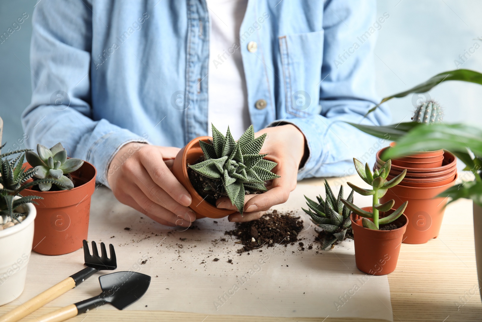 Photo of Woman transplanting home plant into new pot at table, closeup