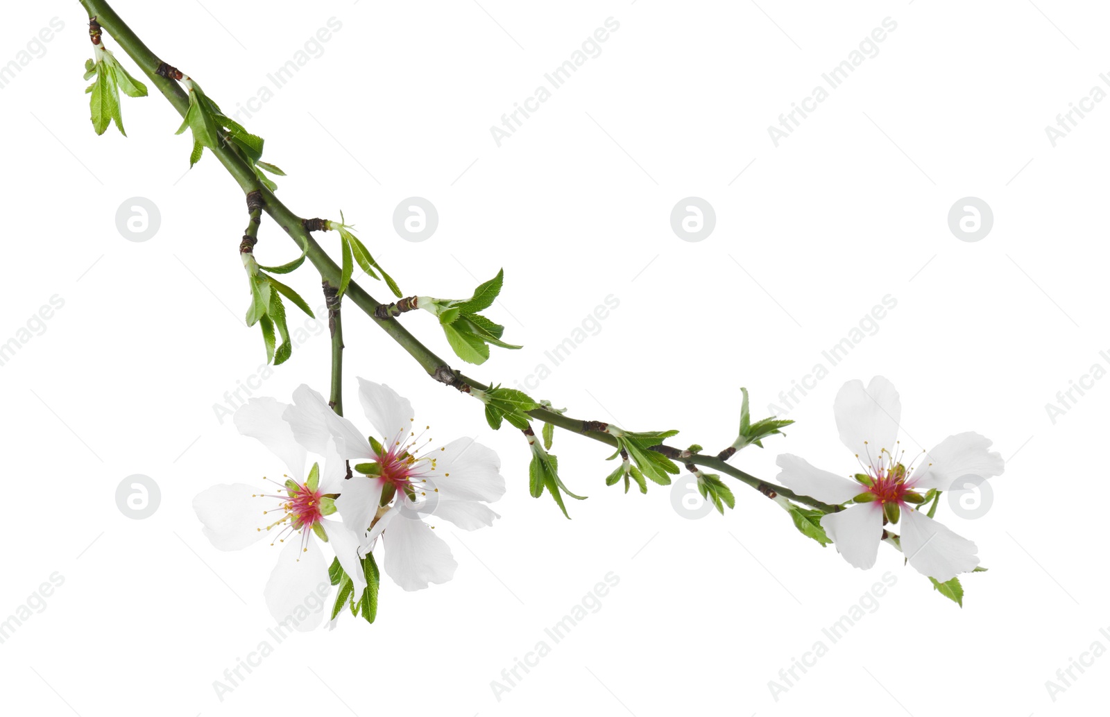 Photo of Tree branch with beautiful blossoms isolated on white. Spring season