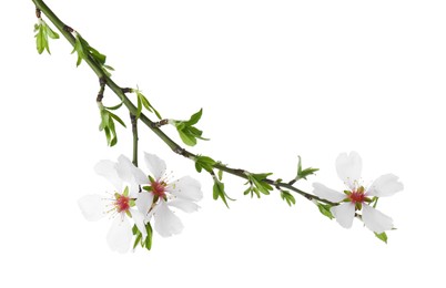 Tree branch with beautiful blossoms isolated on white. Spring season