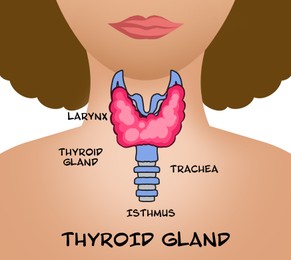 Illustration of  human thyroid gland on white background