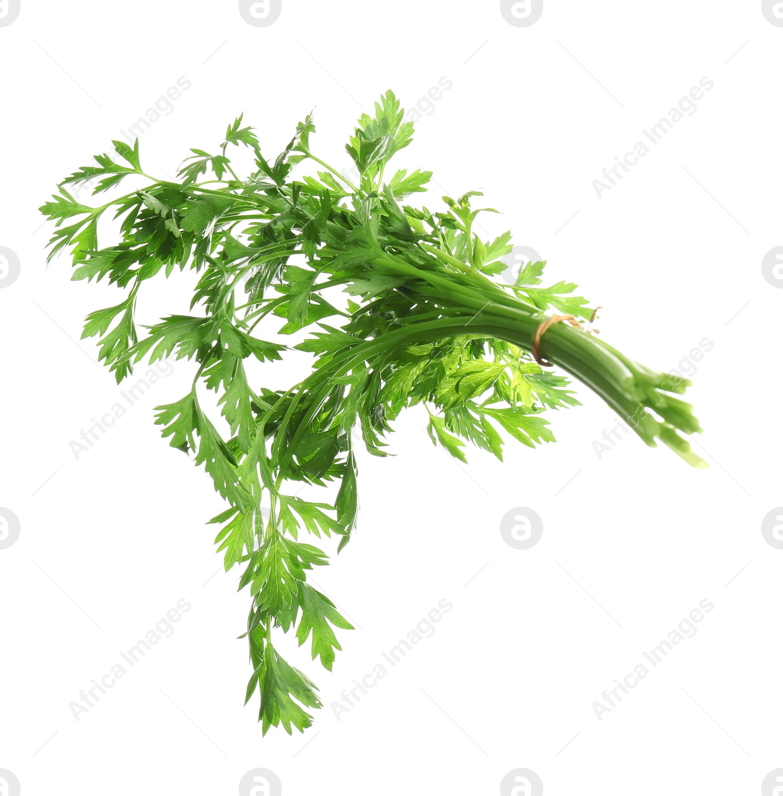 Photo of Bunch of fresh green parsley on white background