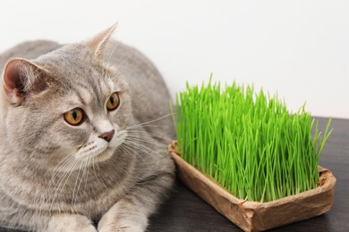 Photo of Cute cat and fresh green grass on wooden desk near white wall indoors