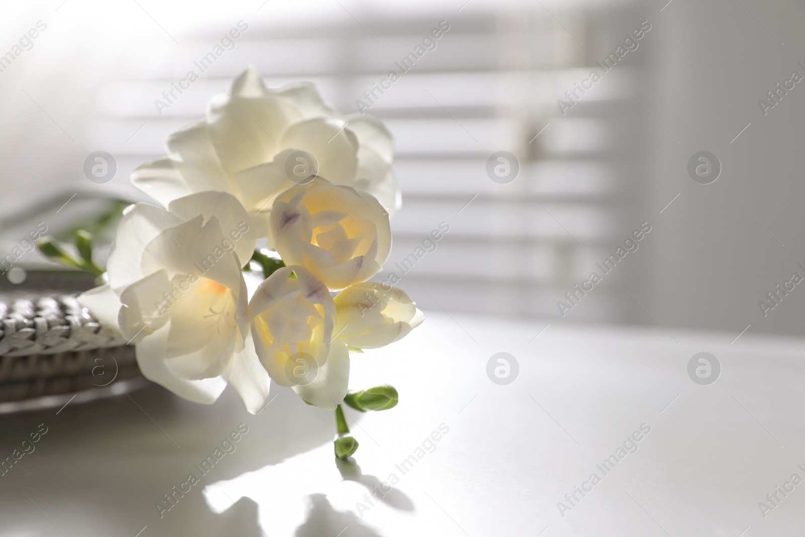 Photo of Beautiful freesia flowers on white table indoors, closeup. Space for text