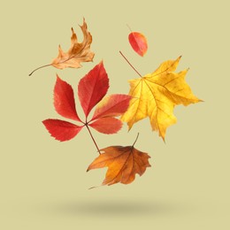 Image of Different autumn leaves falling on dark beige background