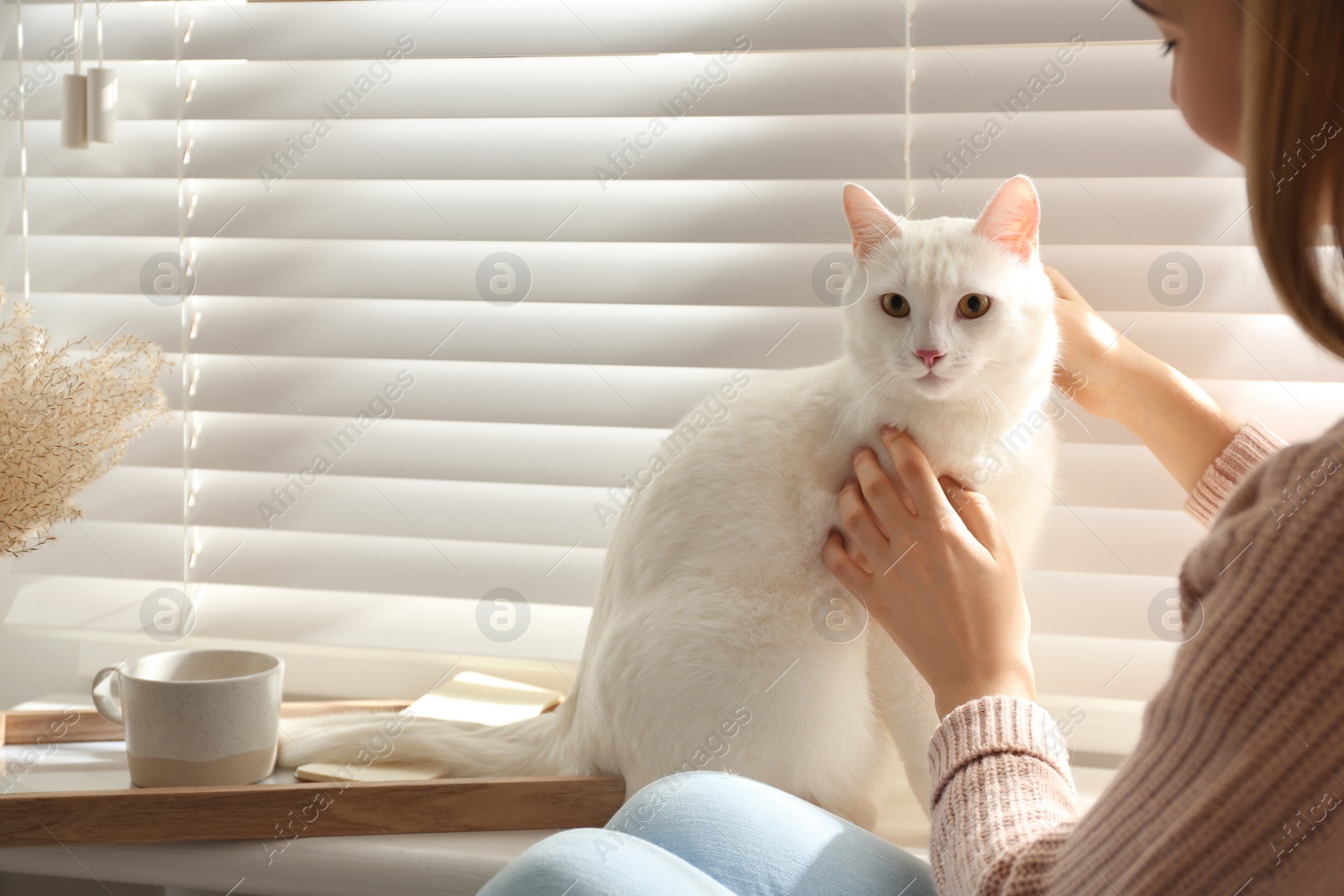 Photo of Young woman petting her beautiful white cat at home, closeup. Fluffy pet