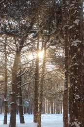 Photo of Picturesque view of snowy pine forest in winter morning