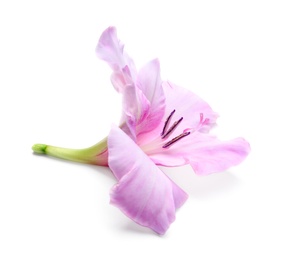 Photo of Beautiful gladiolus flower on white background
