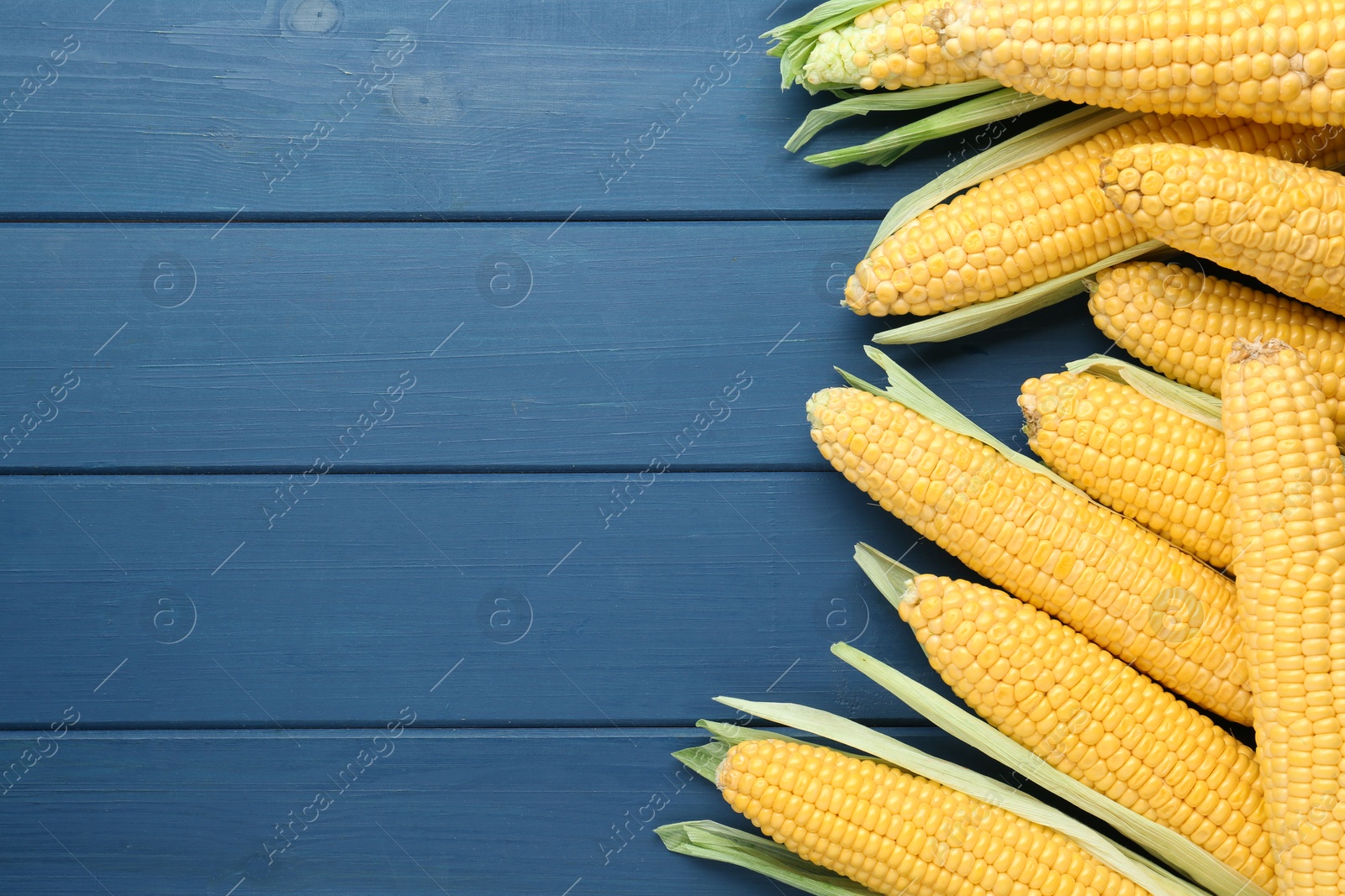 Photo of Corncobs with husks on blue wooden table, top view. Space for text