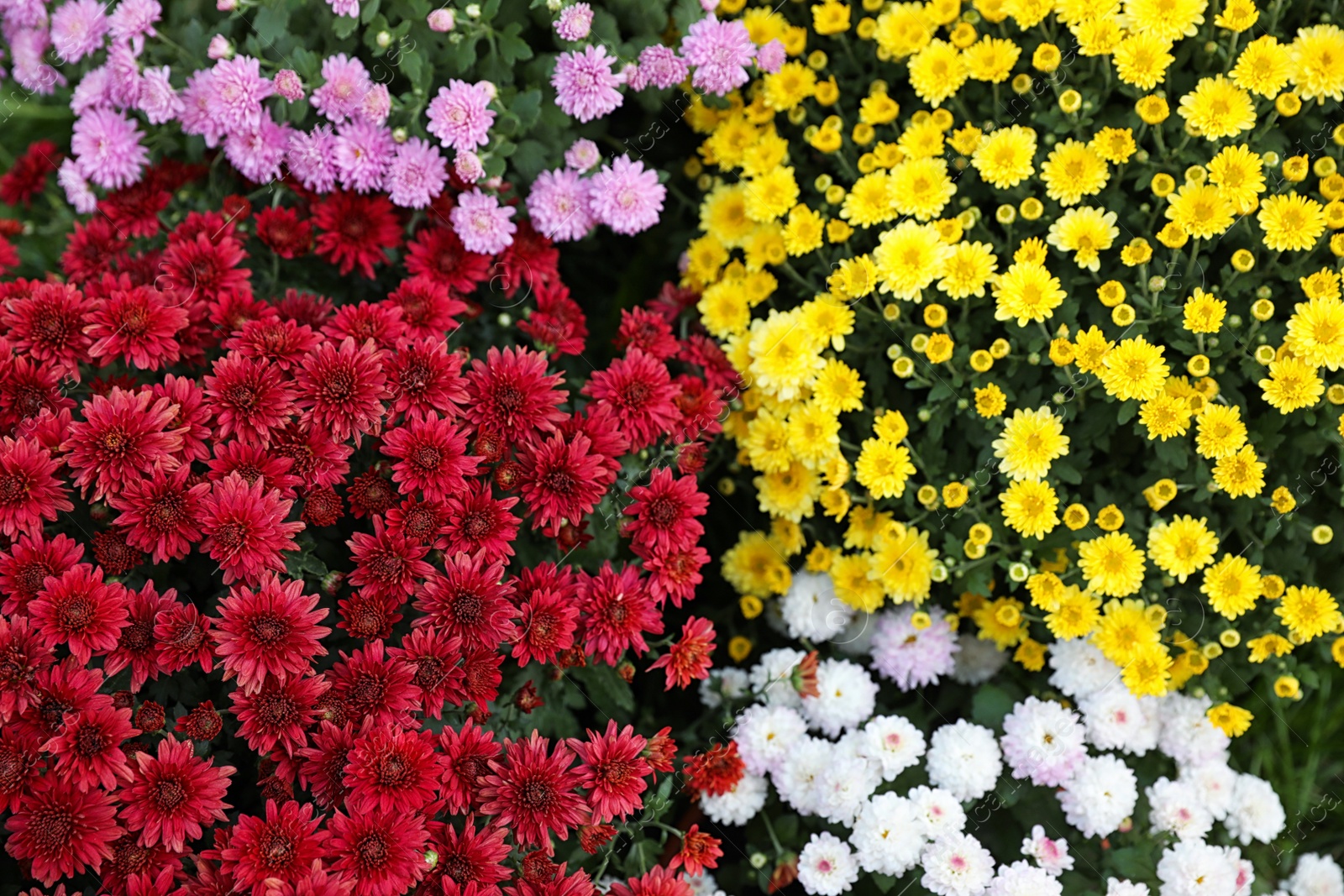 Photo of Beautiful blooming Chrysanthemum bushes outdoors. Autumn flowers