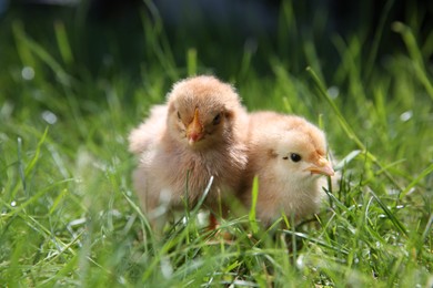 Photo of Cute chicks on green grass outdoors, closeup. Baby animals