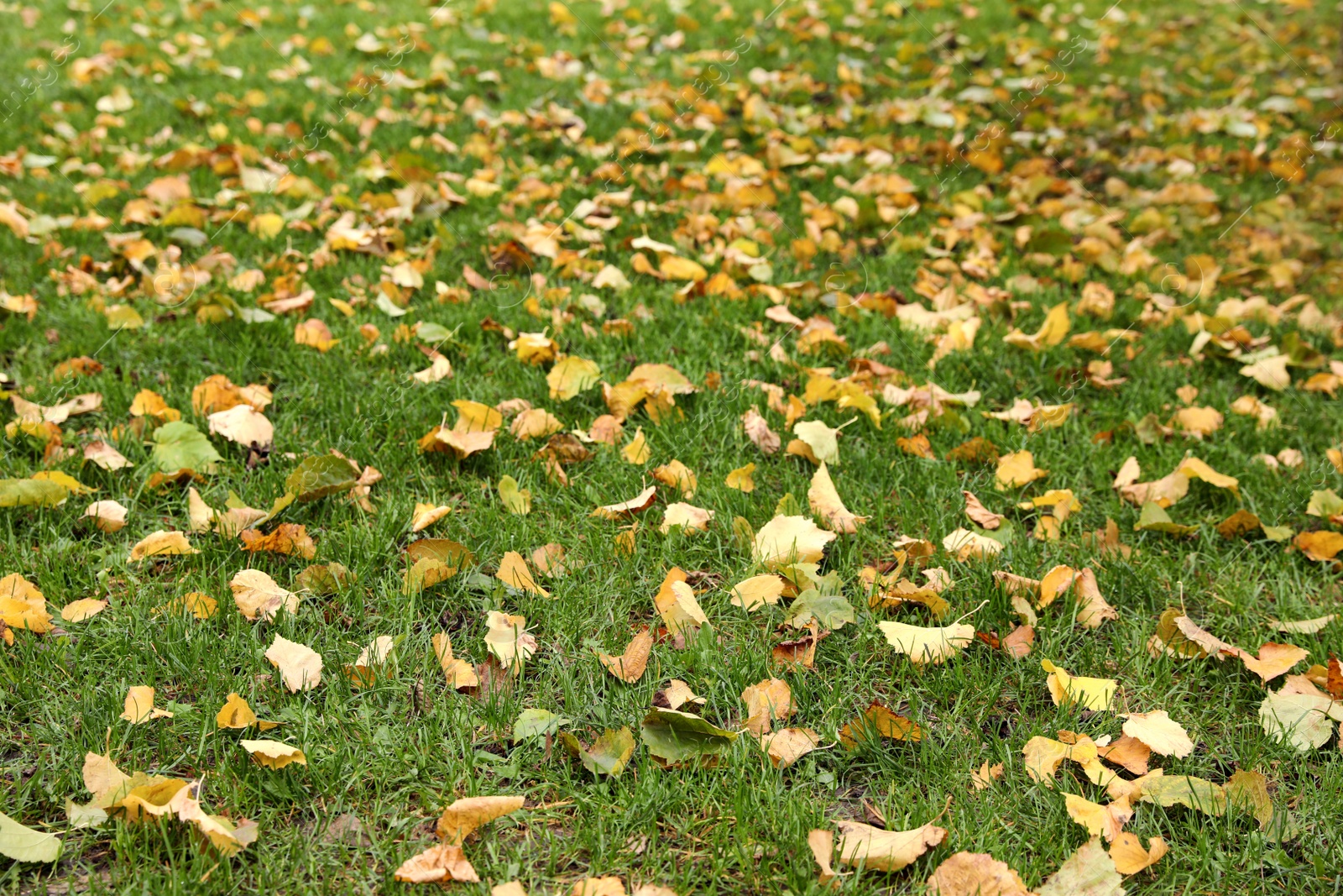 Photo of View of fallen autumn leaves on green grass