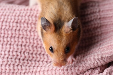 Photo of Adorable hamster on pink sweater, above view